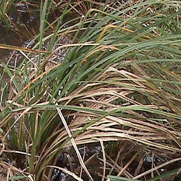 Carex barbarae unspecified picture