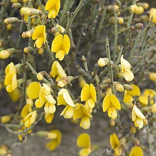 Bossiaea leptacantha unspecified picture