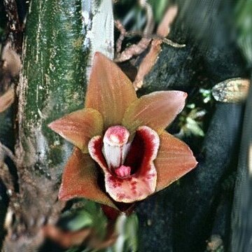 Bifrenaria venezuelana unspecified picture