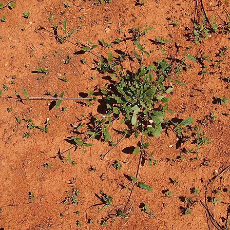 Boerhavia burbidgeana unspecified picture