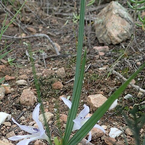 Babiana karooica unspecified picture