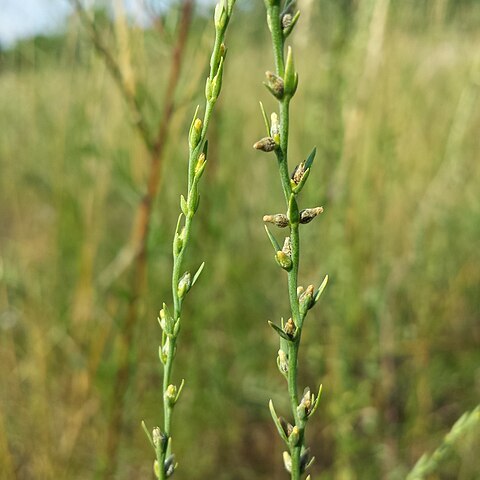 Thymelaea passerina unspecified picture