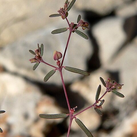 Euphorbia revoluta unspecified picture