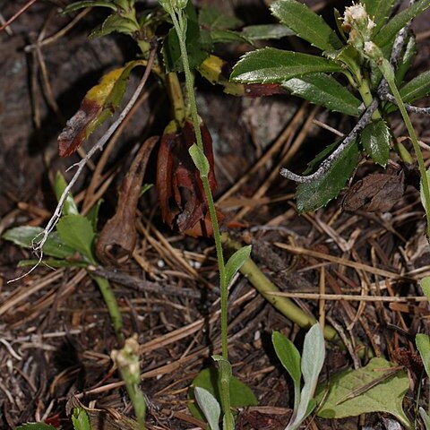 Antennaria racemosa unspecified picture