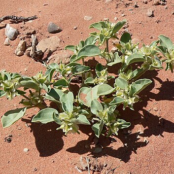 Acleisanthes nevadensis unspecified picture