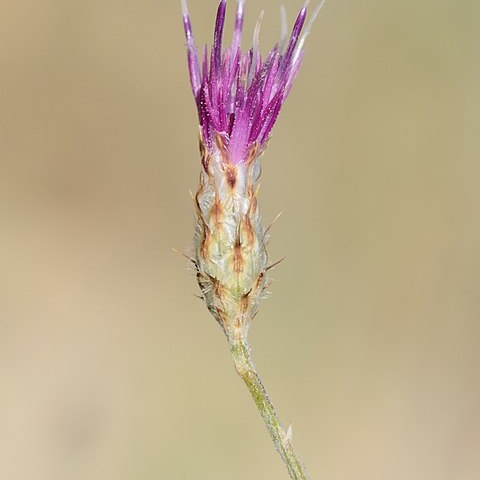 Centaurea damascena unspecified picture