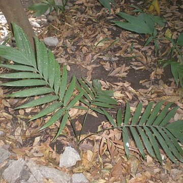 Chamaedorea carchensis unspecified picture