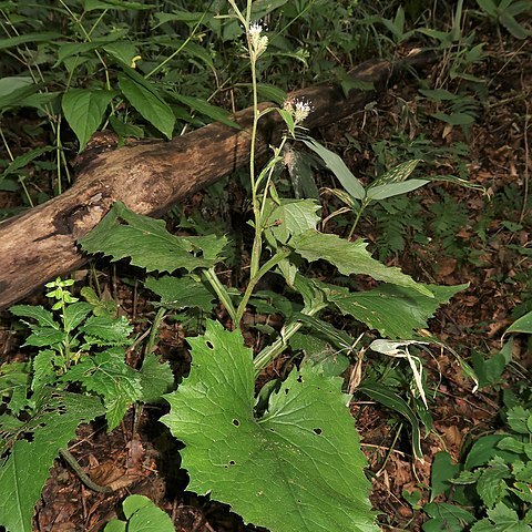 Saussurea shonaiensis unspecified picture