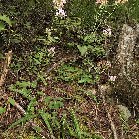 Saussurea inaensis unspecified picture