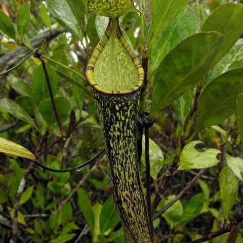 Nepenthes gracillima unspecified picture