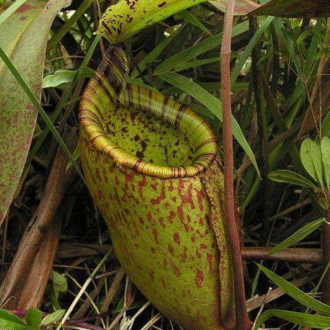 Nepenthes palawanensis unspecified picture