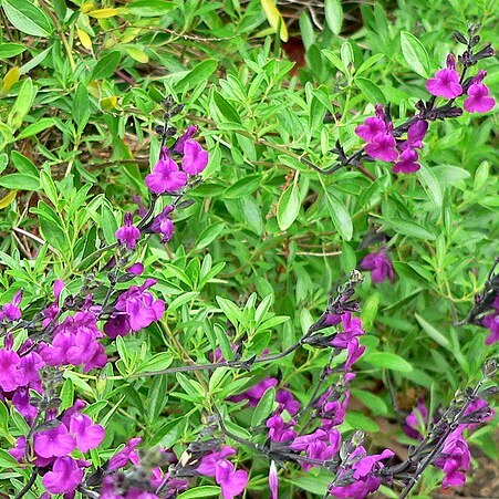 Salvia muelleri unspecified picture