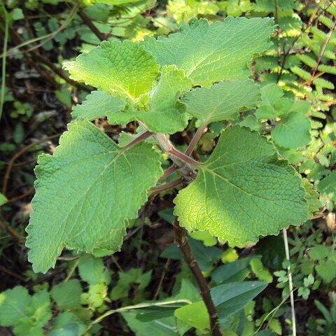 Plectranthus hadiensis unspecified picture