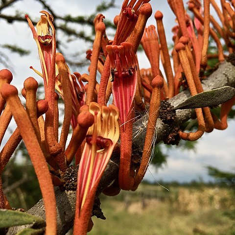 Phragmanthera unspecified picture