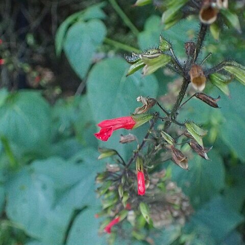 Salvia orthostachys unspecified picture