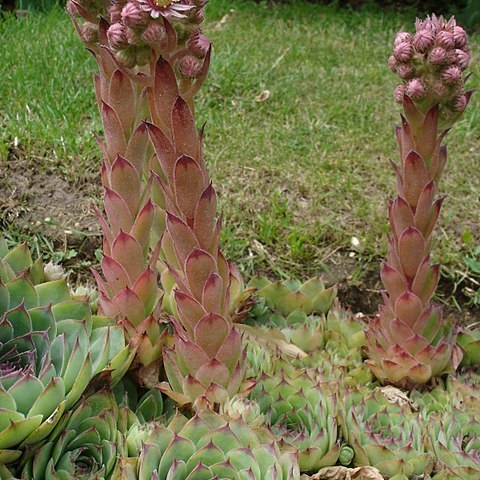 Sempervivum unspecified picture