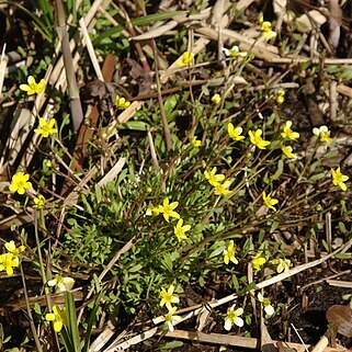 Ranunculus ternatus unspecified picture