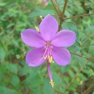 Melastomataceae unspecified picture