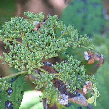 Hydrangea xanthoneura unspecified picture