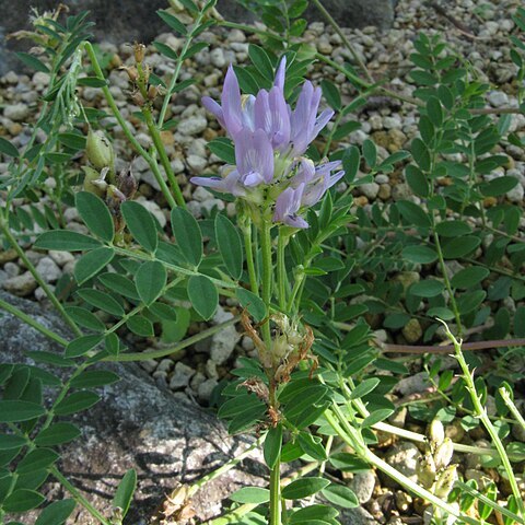 Astragalus adsurgens unspecified picture