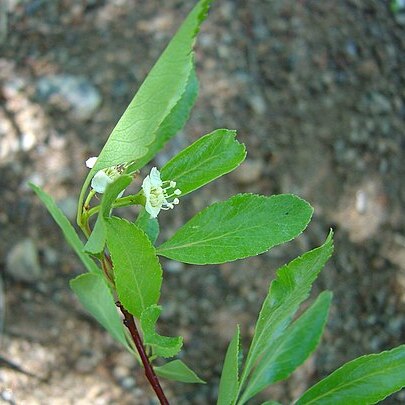 Crataegus saligna unspecified picture