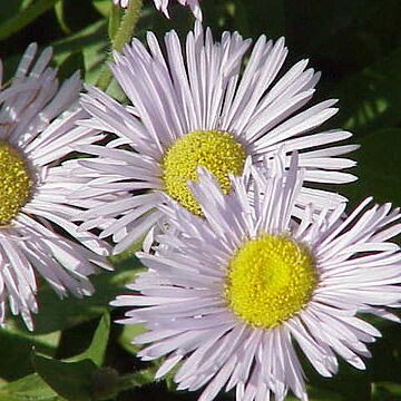 Erigeron aurantiacus unspecified picture