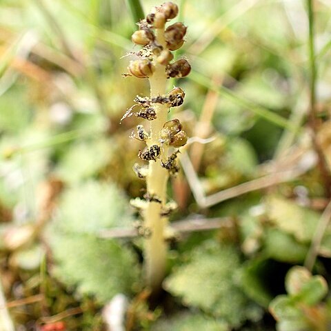 Gunnera dentata unspecified picture