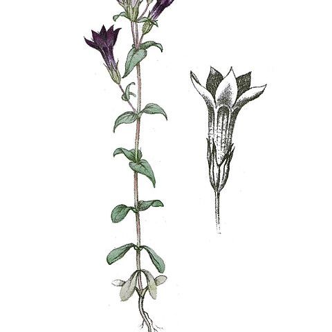 Gentianella amarella unspecified picture