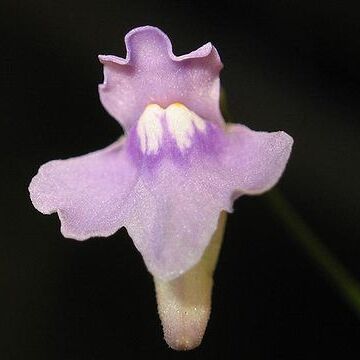 Utricularia tridentata unspecified picture