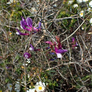 Vicia palaestina unspecified picture