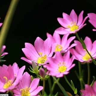 Sabatia dodecandra unspecified picture