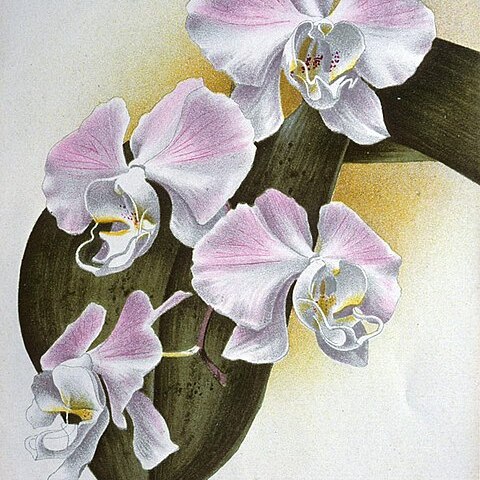 Phalaenopsis sanderiana unspecified picture