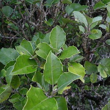 Olearia arborescens unspecified picture