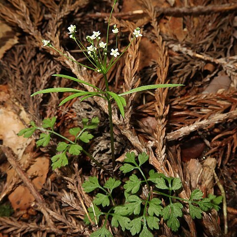 Pternopetalum tanakae unspecified picture