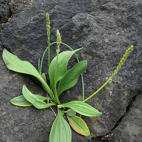 Plantago camtschatica unspecified picture