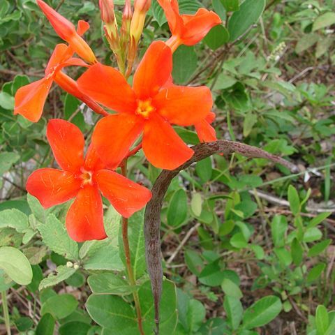 Mandevilla coccinea unspecified picture