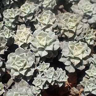 Antennaria aromatica unspecified picture