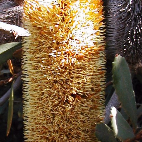 Banksia conferta unspecified picture