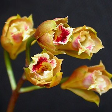 Bifrenaria stefanae unspecified picture