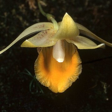 Benzingia estradae unspecified picture