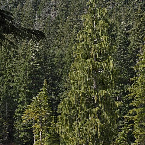 Cupressus nootkatensis unspecified picture