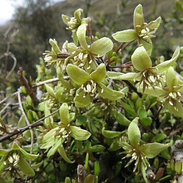 Clematis marata unspecified picture