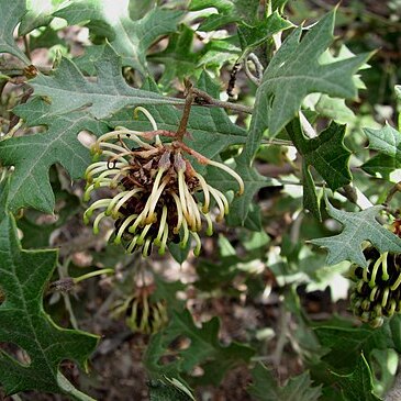 Grevillea dryophylla unspecified picture