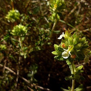 Teucrium carthaginense unspecified picture