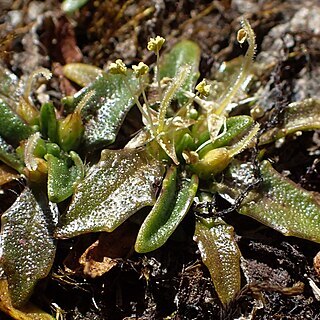 Plantago triandra unspecified picture