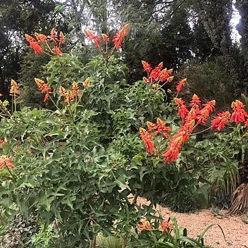 Erythrina humeana unspecified picture