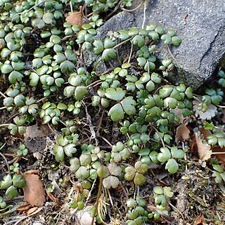 Hydrocotyle sulcata unspecified picture