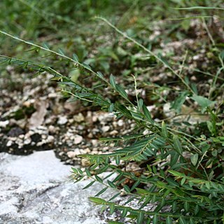 Phyllanthus ussuriensis unspecified picture