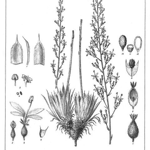 Stylidium limbatum unspecified picture