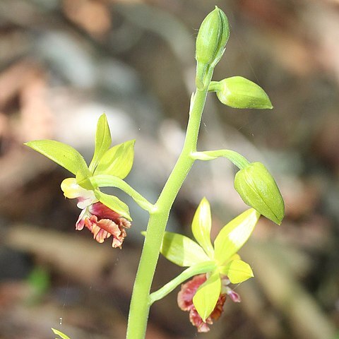 Calanthe tricarinata unspecified picture